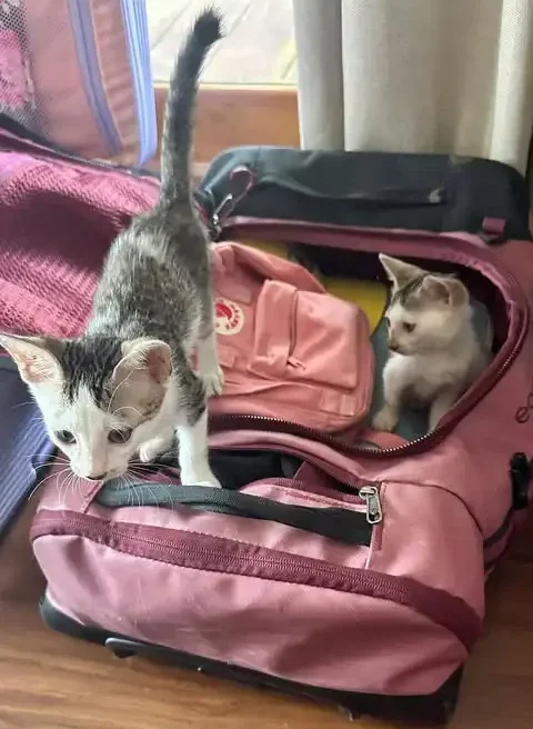 Cat-sitting
