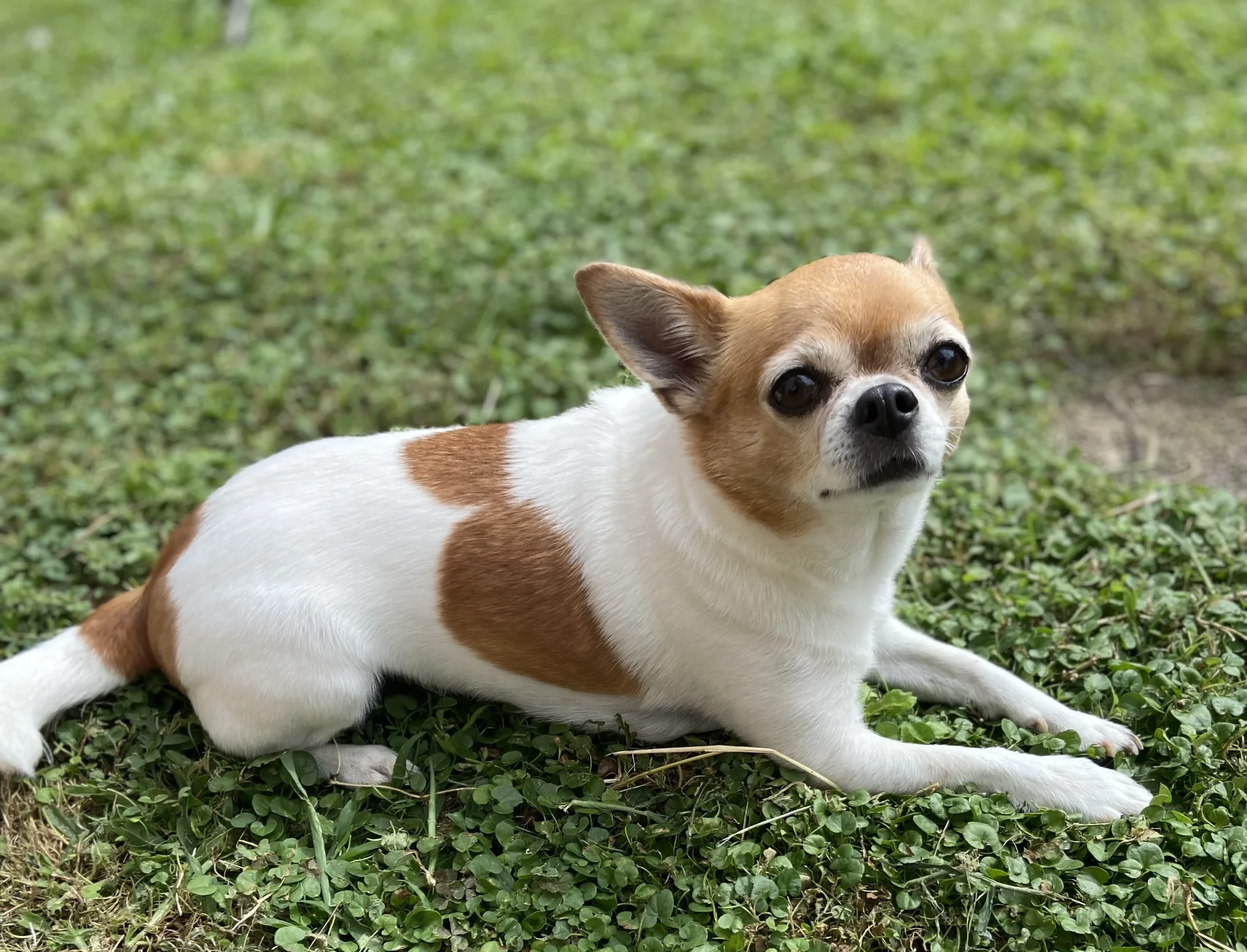 Marnie