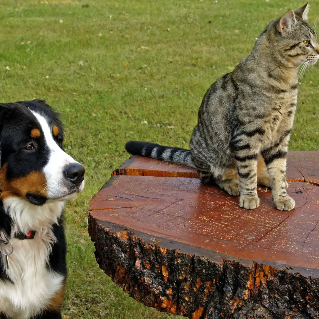 Illustration chien et chat - conseils personnalisés