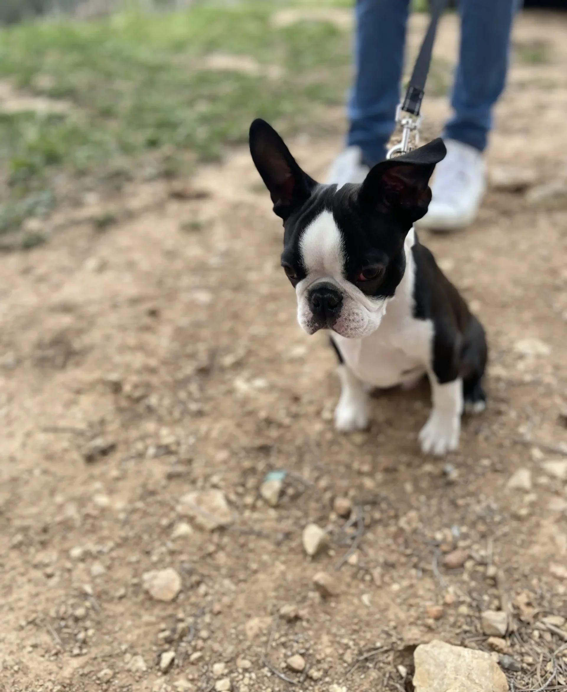 Chiot, illustration accompagnement sur mesure